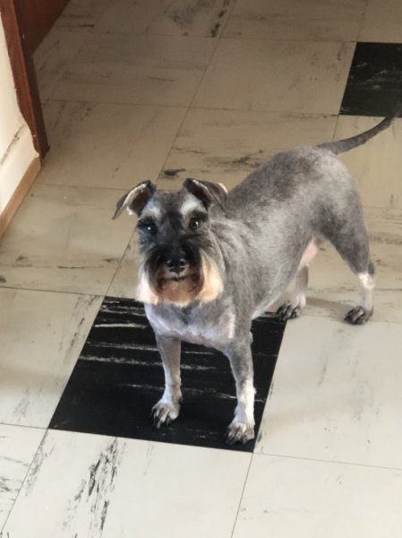 Allure de Chien - photo 2