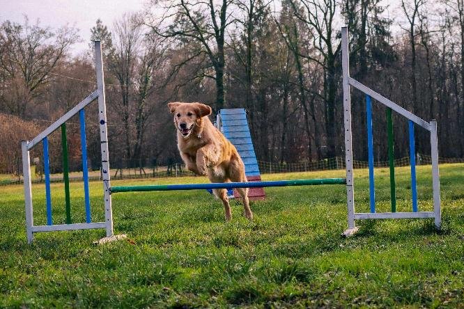 Club Canin de Drusenheim - photo 2