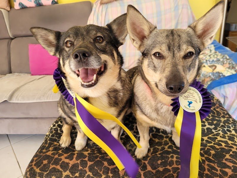 Canin Sérénité - photo 1