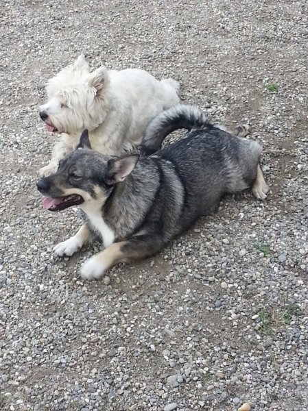 Canin Sérénité - photo 2