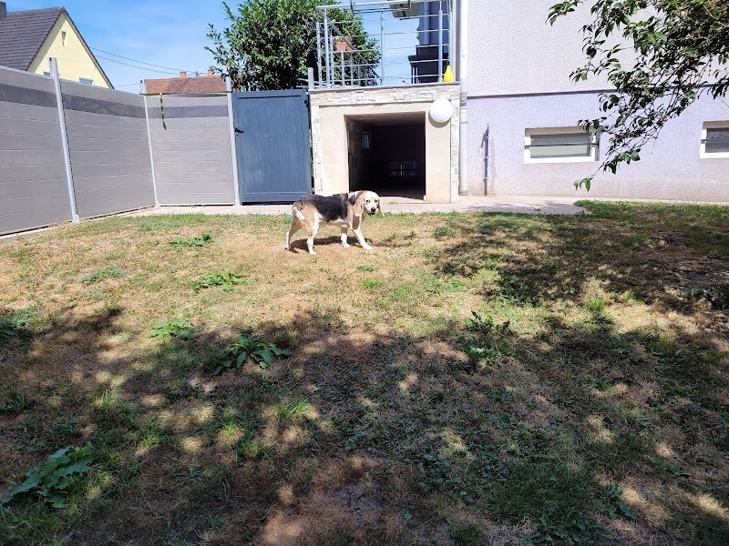 Canin Sérénité - photo 3