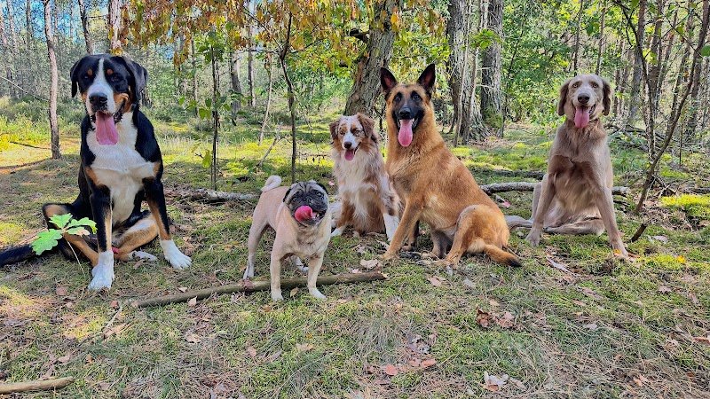 Éducation canine Dogs&Puppies