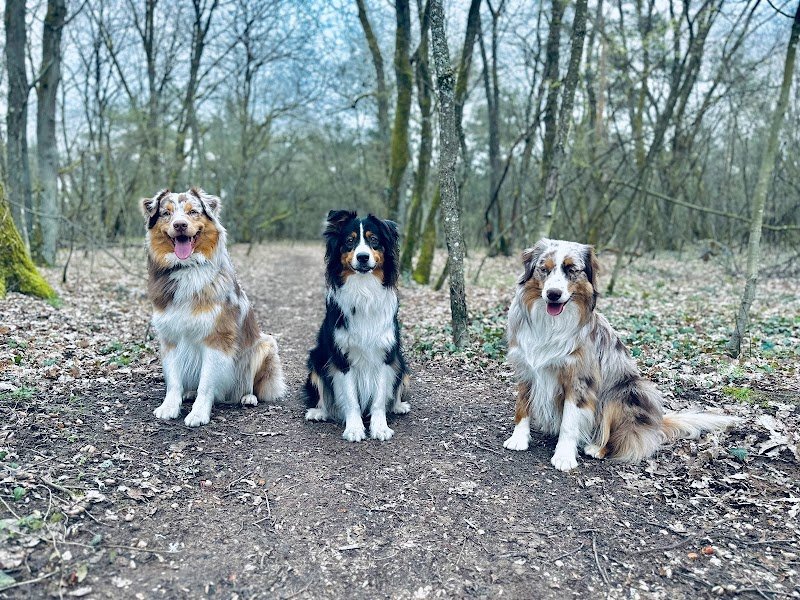 Éducation canine Dogs&Puppies - photo 2