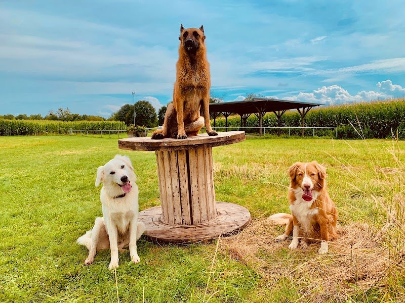 Éducation canine Dogs&Puppies - photo 3