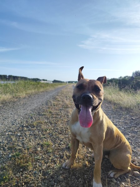 EDUC DOGS AND MASTERS - photo 2