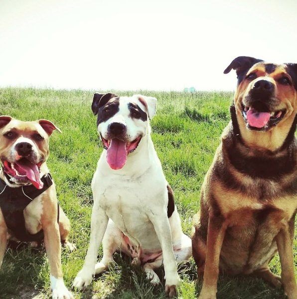 EDUC DOGS AND MASTERS - photo 3