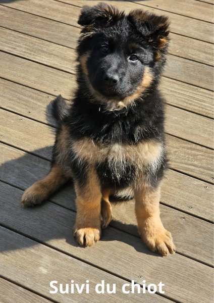 Cha' & Chien - photo 2