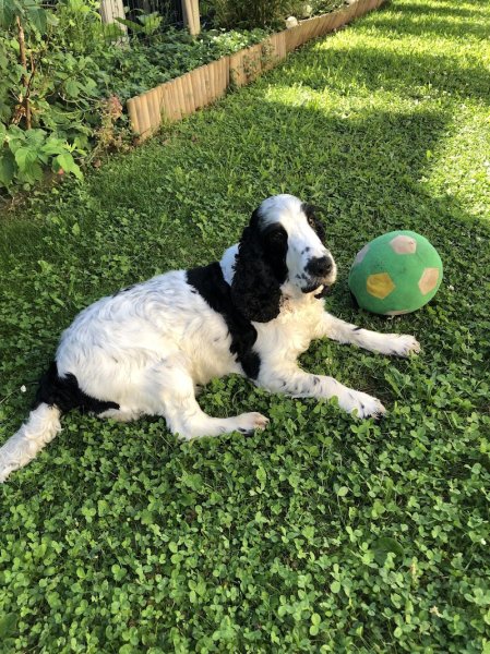 Cha' & Chien - photo 3