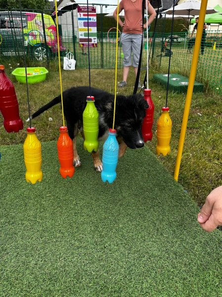 Mon Chien Mon Ami SARL Centre du bien-être animalier - photo 3