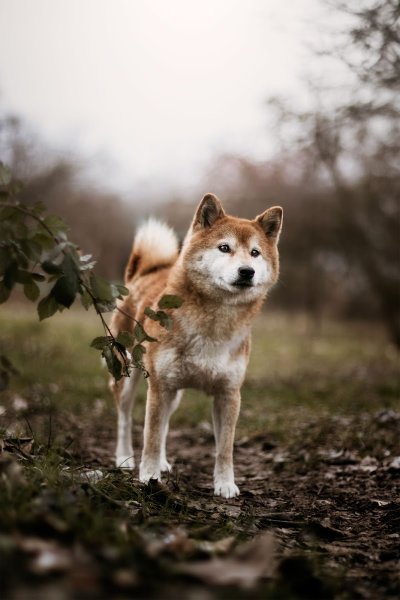 Emma Comportementaliste - photo 1