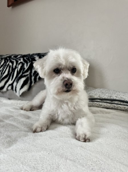 Au Bonheur Canin - photo 2