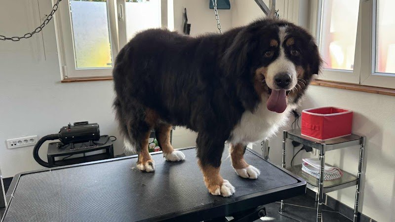 L'ArtisteChien - photo 2