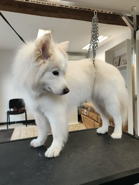 L'ArtisteChien - photo 3