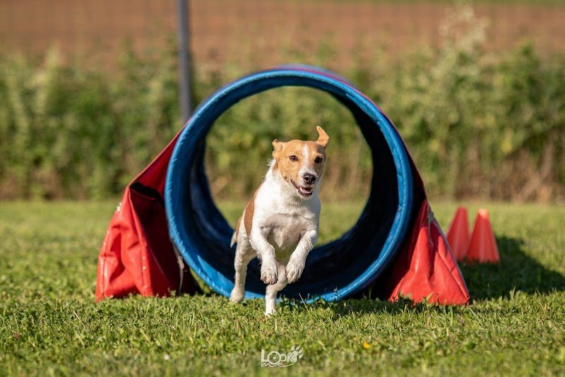 Terrain Canin Actif