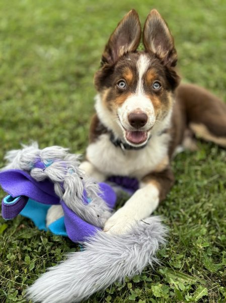 Terrain Canin Actif - photo 2