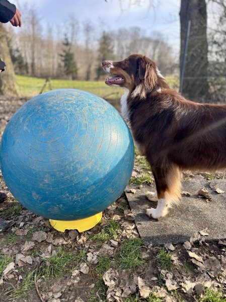 Terrain Canin Actif - photo 3