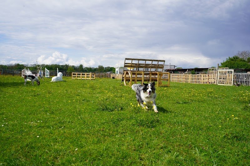 Le Quatuor Canin - photo 2