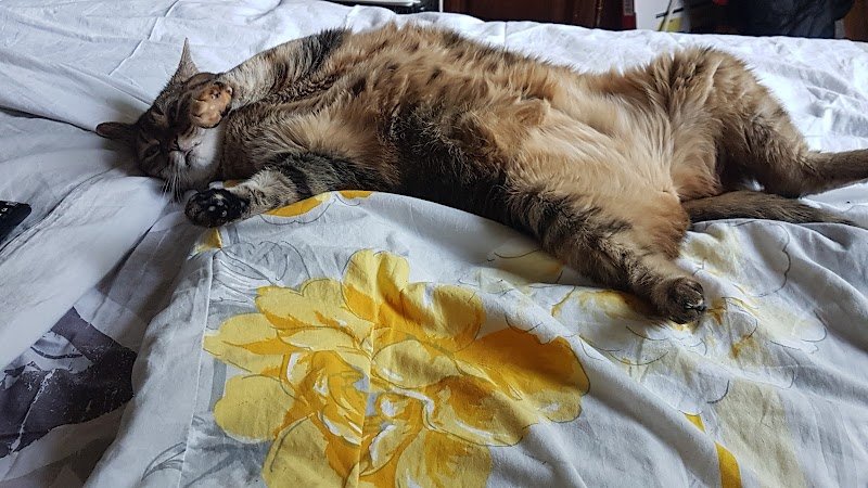 Du temps pour mon Chien - Osteo Energétique et Massage Canin