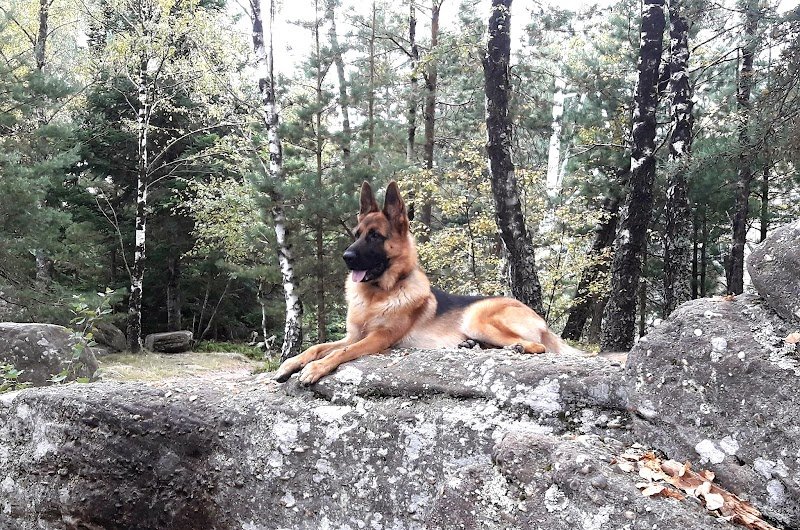 ECCD Cynologue Canin - photo 2