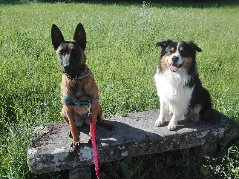 Bien avec mon chien - photo 2