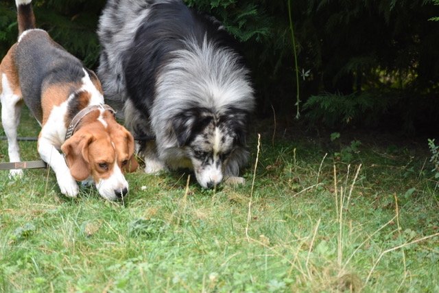 Bien avec mon chien - photo 3