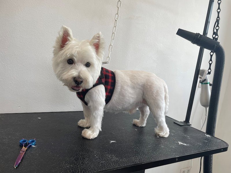 Toutou Time - Céline SIEGEL Artisan Toiletteur Canin