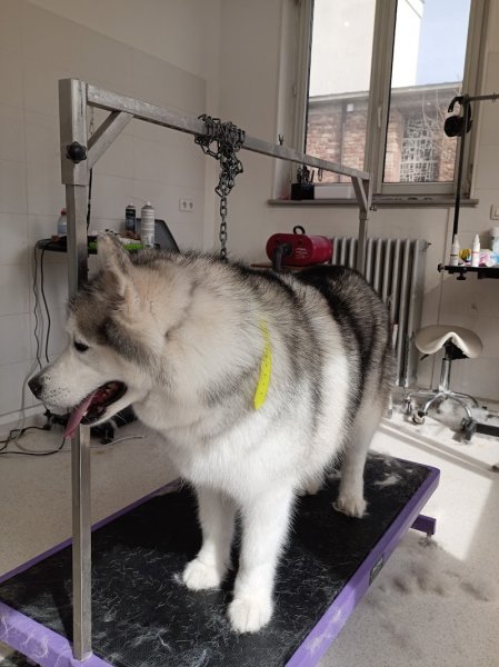Toutou Time - Céline SIEGEL Artisan Toiletteur Canin - photo 2