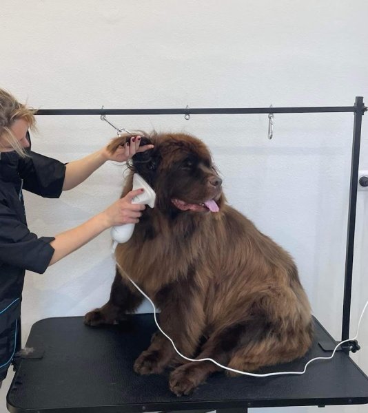 Toutou Time - Céline SIEGEL Artisan Toiletteur Canin - photo 3