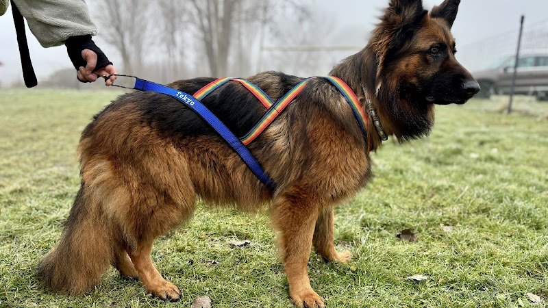 Atelier Canin Actif - photo 1