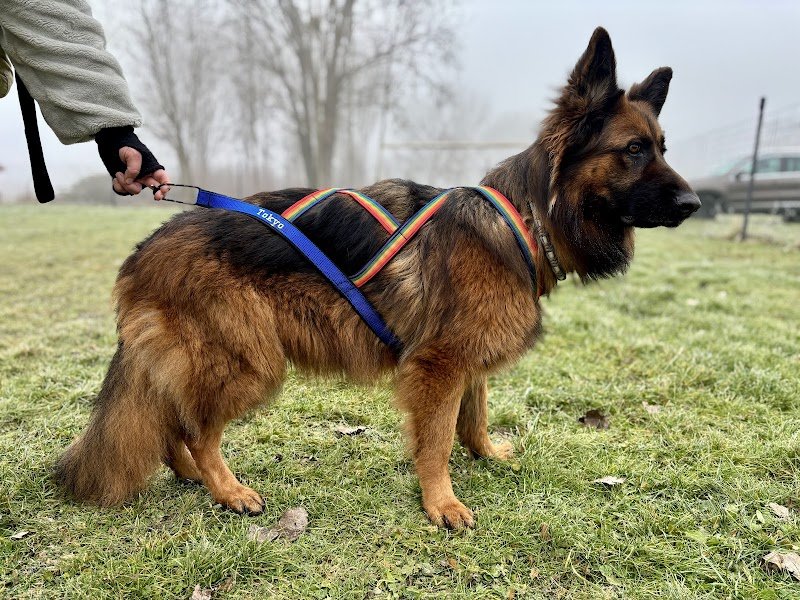 Atelier Canin Actif - photo 3