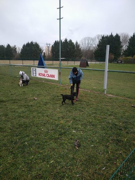 Training Club Canin de Beinheim