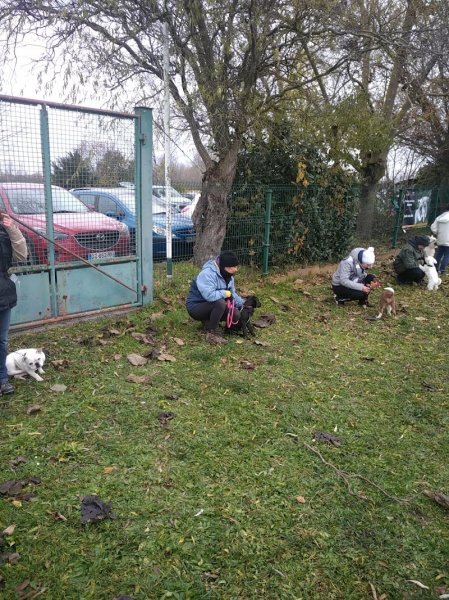 Training Club Canin de Beinheim - photo 2