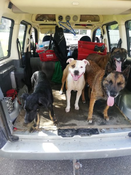 Training Club Canin de Beinheim - photo 3