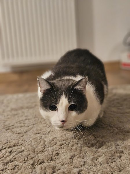 Cats and Dogs by Marie - photo 1