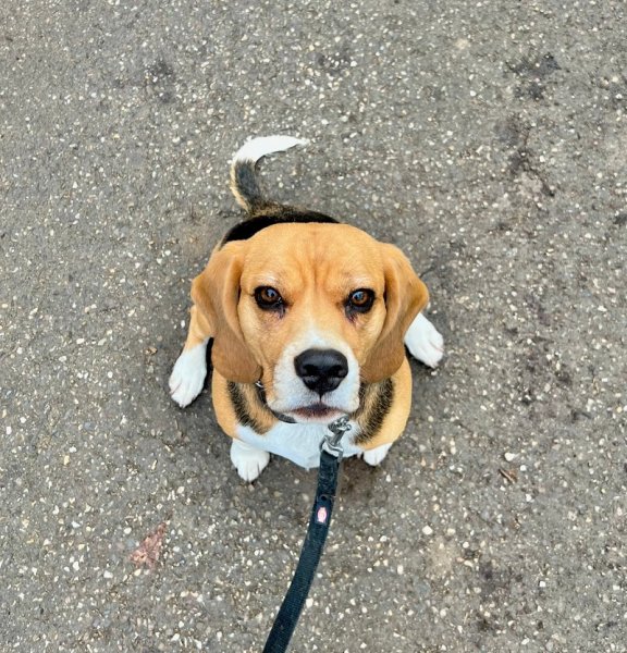 Cats and Dogs by Marie - photo 2