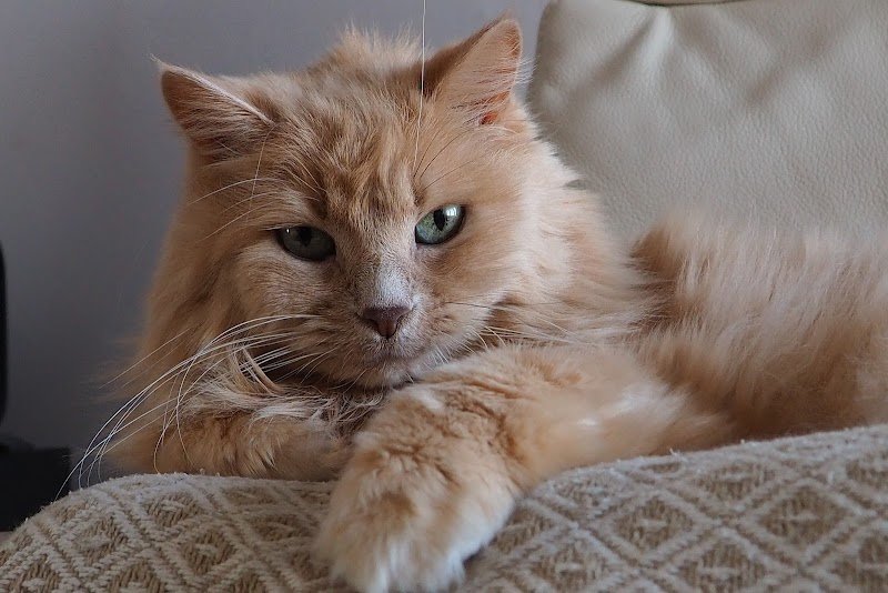 Cats and Dogs by Marie - photo 3