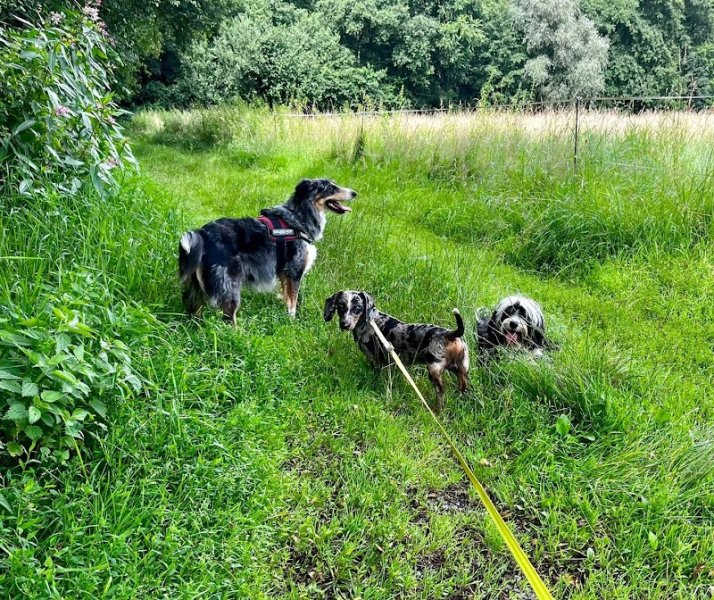 Pension Canine Du Ried-Educatrice Comportementaliste - photo 2