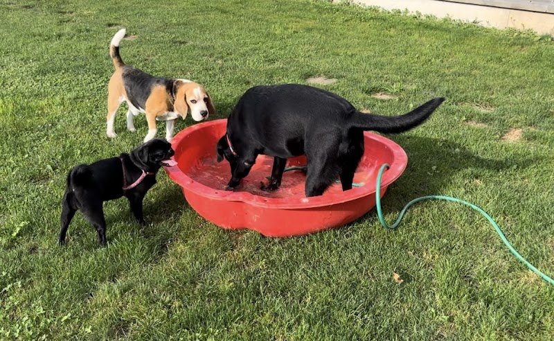 Pension Canine Du Ried-Educatrice Comportementaliste - photo 3