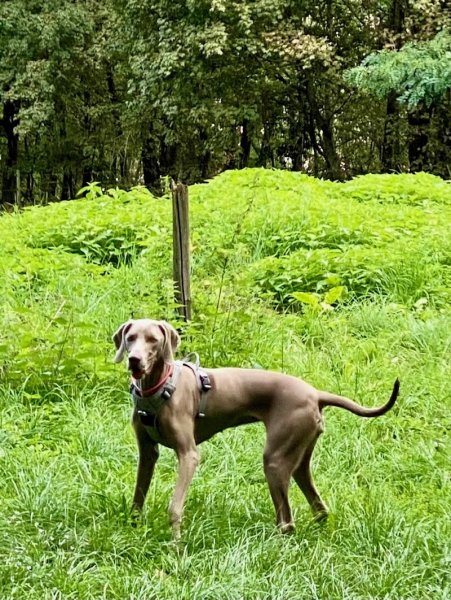 Comportementaliste Educateur CANIN CELINE PICOU en ALSACE - photo 1