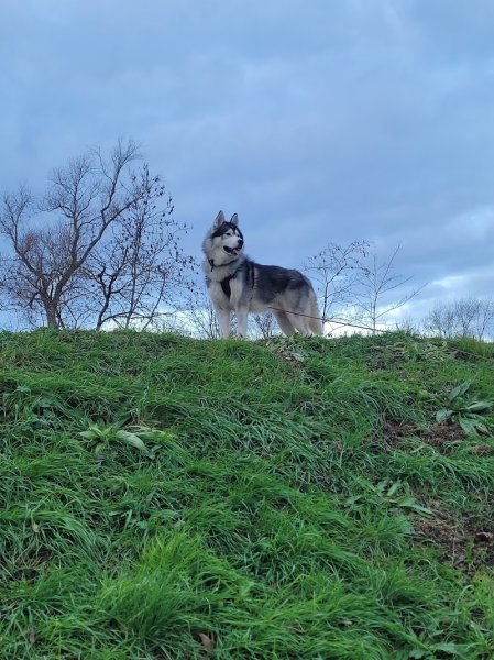 Comportementaliste Educateur CANIN CELINE PICOU en ALSACE - photo 2