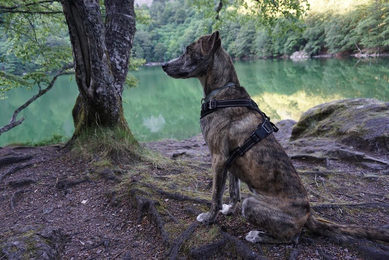 Comportementaliste Educateur CANIN CELINE PICOU en ALSACE - photo 3