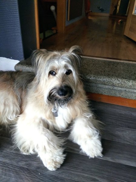 L’atelier du chien - photo 3