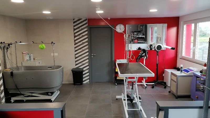 Bien dans mes pattes , toilettage chiens, Goxwiller