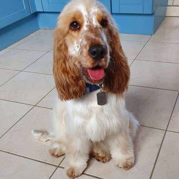 L'harmonie canine massages et toilettage canin