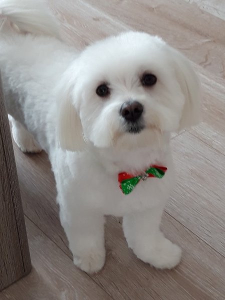 L'harmonie canine massages et toilettage canin - photo 2