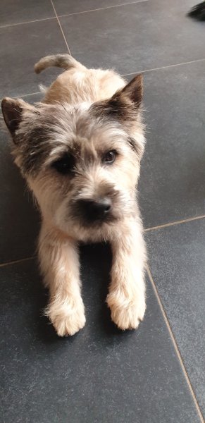 L'harmonie canine massages et toilettage canin - photo 3