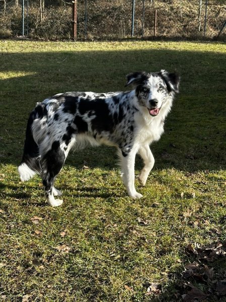 sarracenia center dog