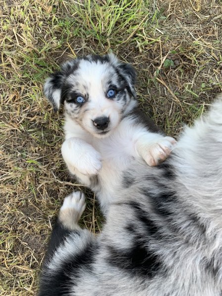 sarracenia center dog - photo 2