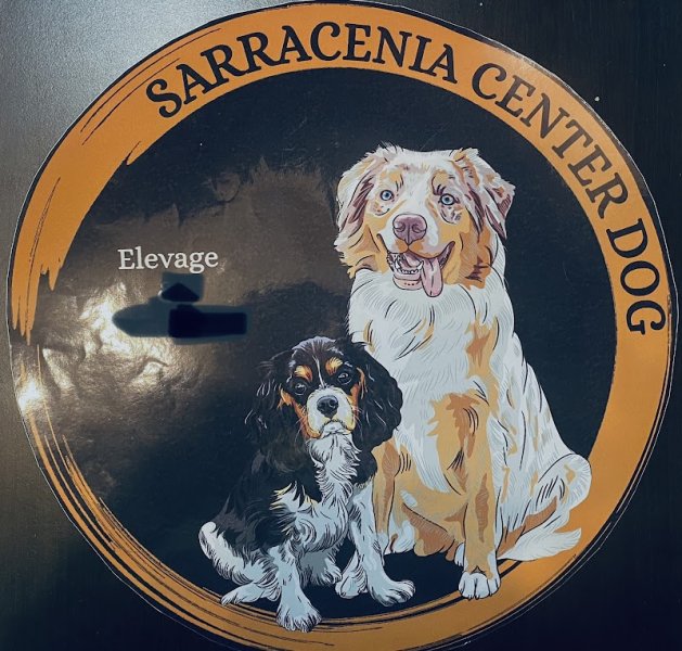 sarracenia center dog - photo 3