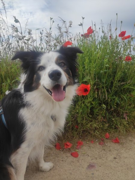 CAT'CANIN - Educateur Comportementaliste Canin